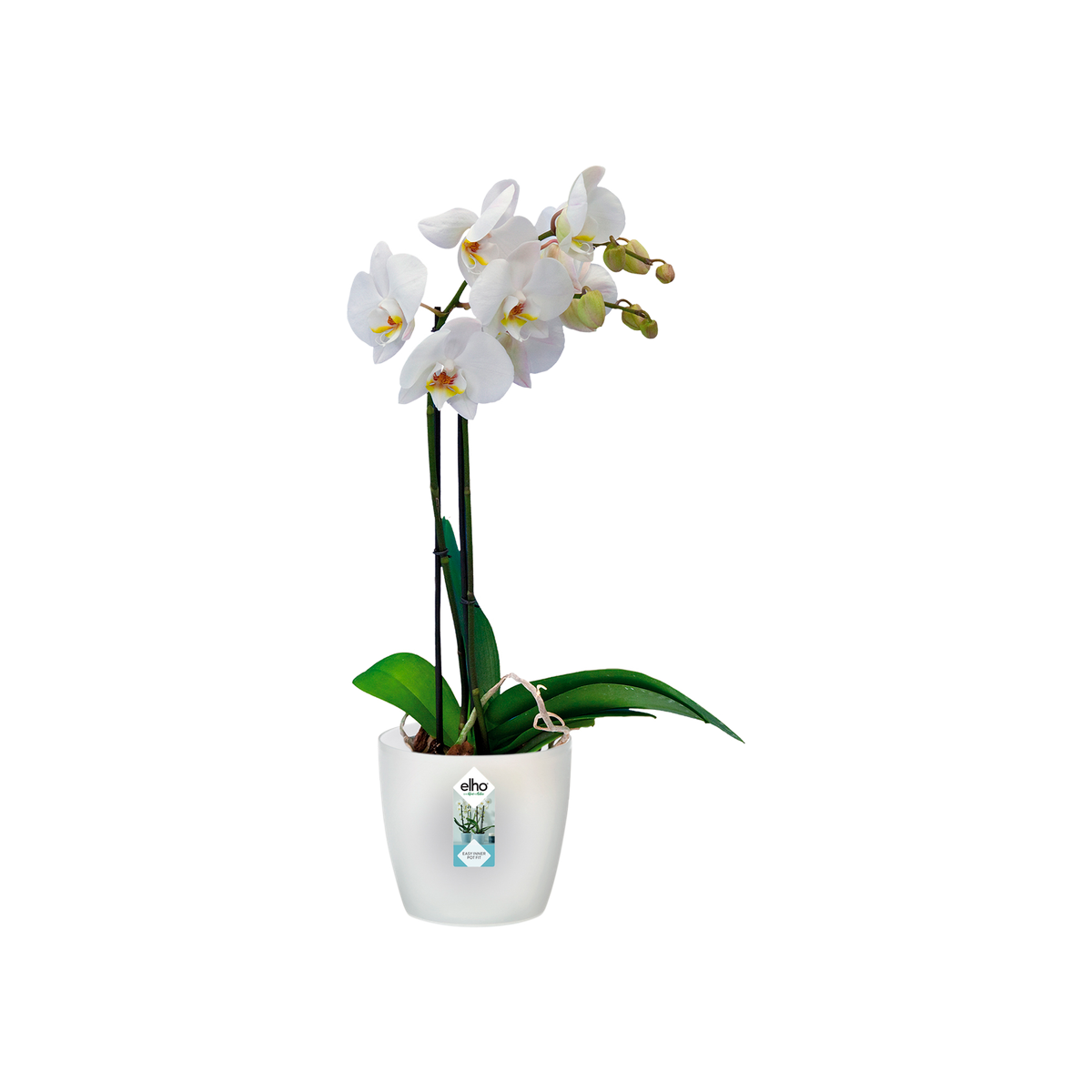 Elho Sereh pot 60 cm antraciet 1 Orchidee-kopen.nl Elho Sereh pot 60 cm antraciet