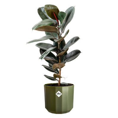 Elho Vivo Next plantenbak 30 cm 1 Orchidee-kopen.nl Elho Vivo Next plantenbak 30 cm