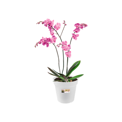 Elho Green Basics balkonbak 1 Orchidee-kopen.nl Elho Green Basics balkonbak