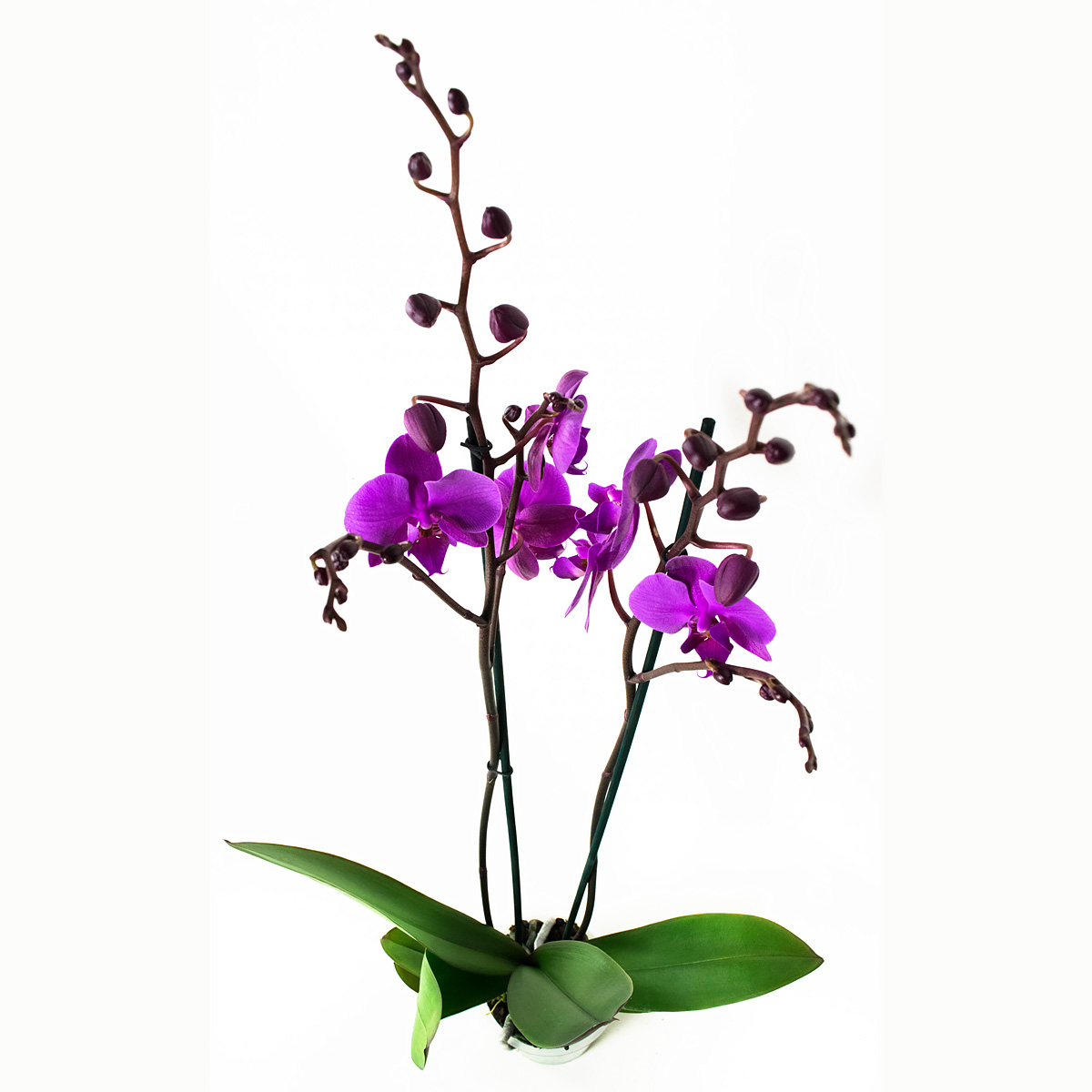 Orchidee warmpaars (Cambria-stijl) 1 Orchidee-kopen.nl Orchidee warmpaars (Cambria-stijl)