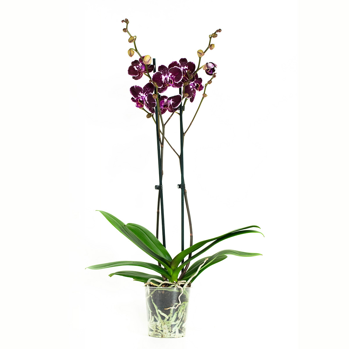 Phalaenopsis wit levensecht (100 cm) 1 Orchidee-kopen.nl Phalaenopsis wit levensecht (100 cm)