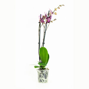 Phalaenopsis paars in groene pot
