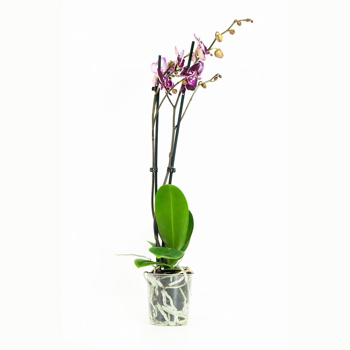 Phalaenopsis paars in groene pot 1 Orchidee-kopen.nl Phalaenopsis paars in groene pot