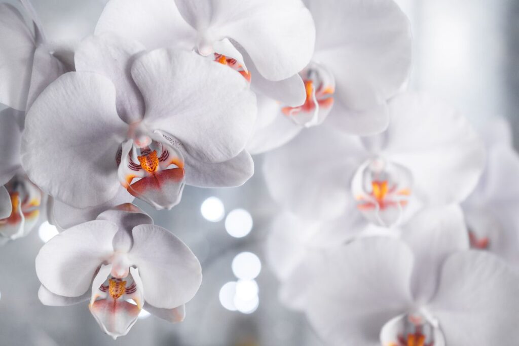Hoe moet je een orchidee verzorgen? 9 Orchidee-kopen.nl Witte phalaenopsis orchideebloemen in close-up