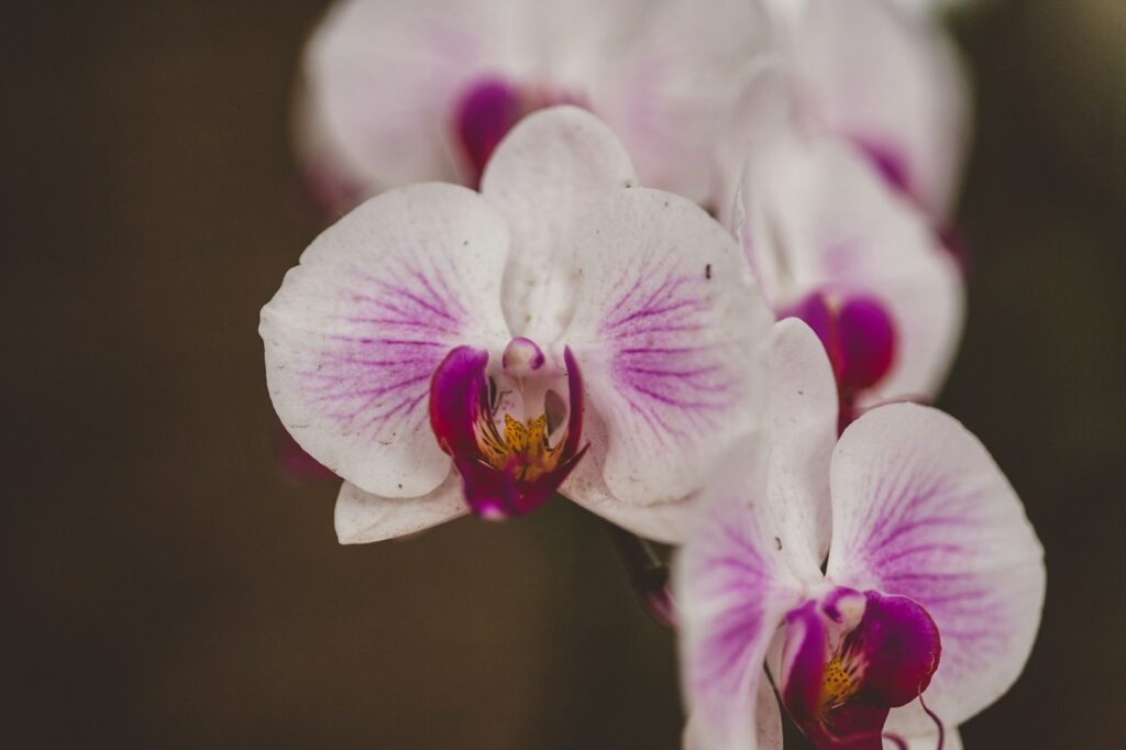 Hoe moet je een orchidee verzorgen? 3 Orchidee-kopen.nl Groep witte en paarse orchideeën