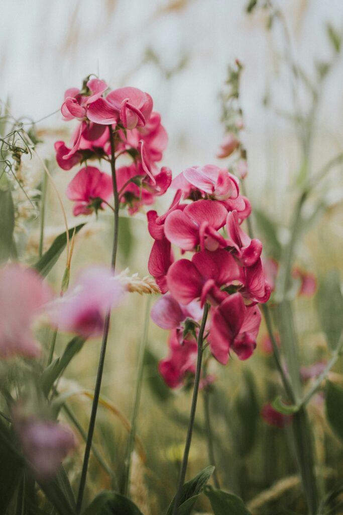 Hoe moet je een orchidee verzorgen? 7 Orchidee-kopen.nl Roze motorchideeën in bloei