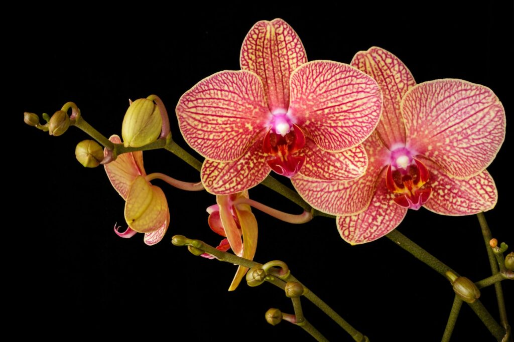 Kun je een orchidee snoeien? 3 Orchidee-kopen.nl Roze orchidee in bloei