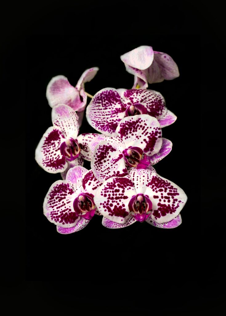 Hoe moet je een orchidee verzorgen? 2 Orchidee-kopen.nl Paarse phalaenopsis orchidee in bloei