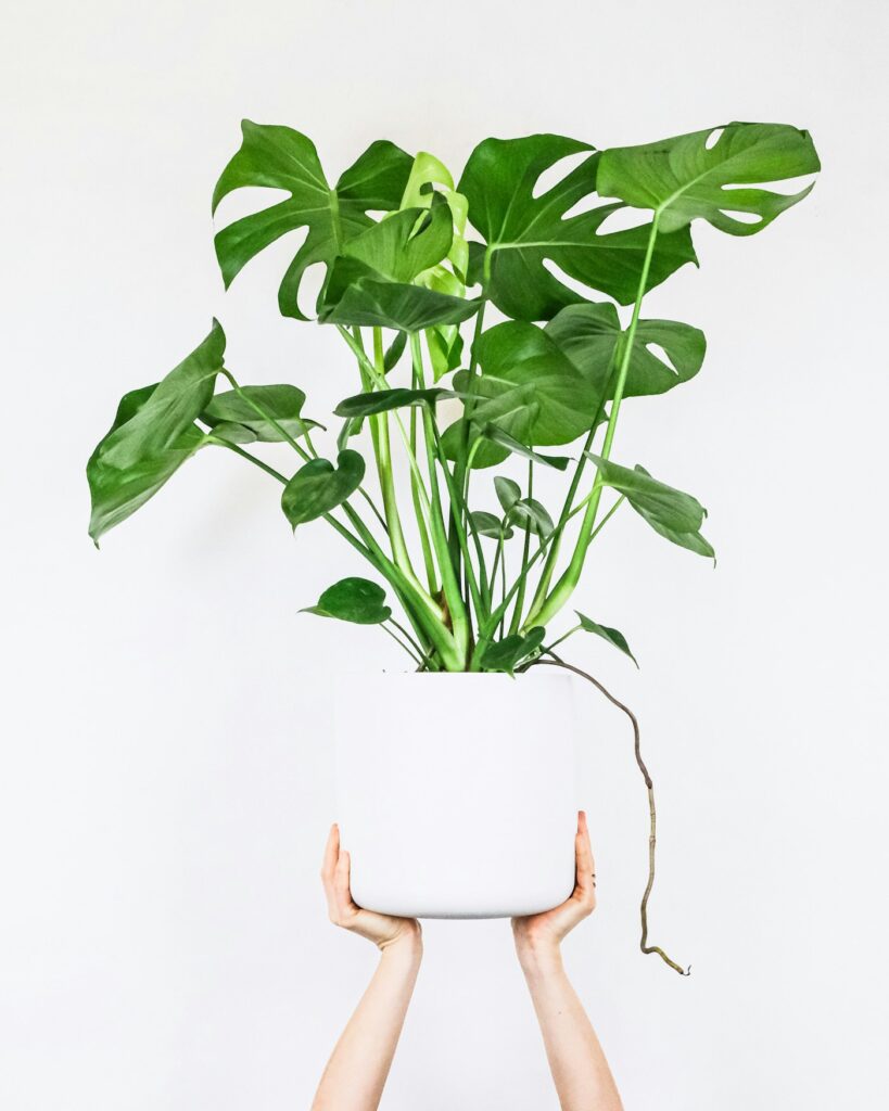 Hoe moet je een orchidee verzorgen? 4 Orchidee-kopen.nl Orchidee in pot klaar om water te geven