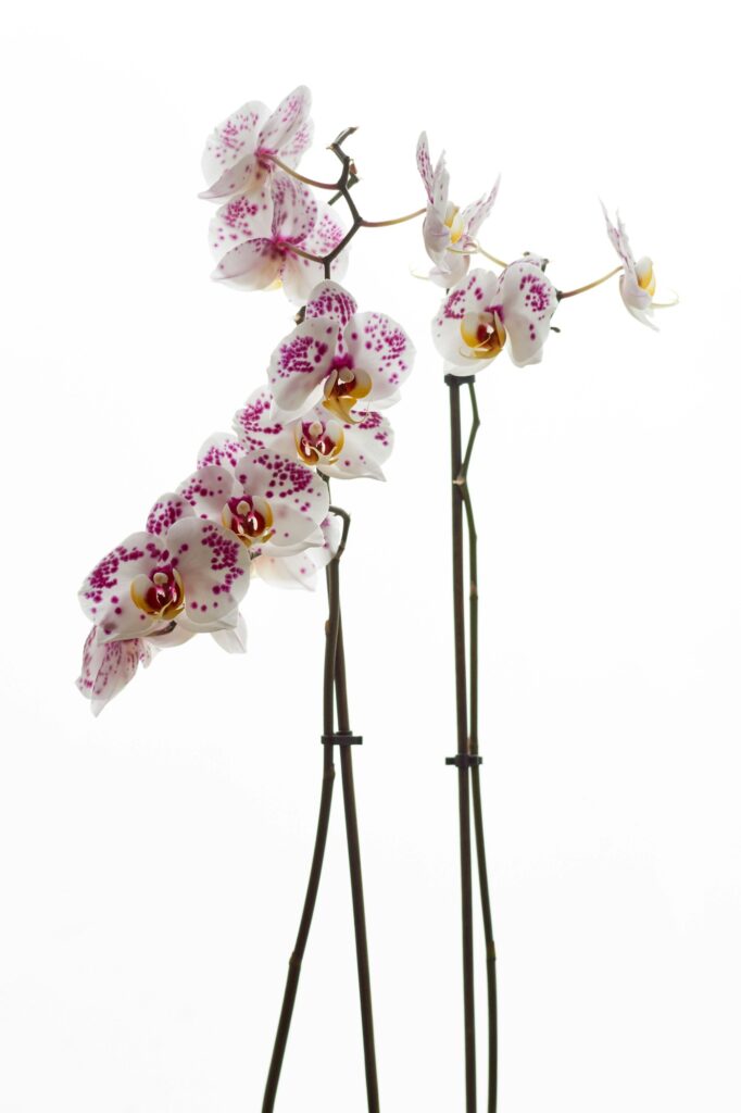 Hoe moet je een orchidee verzorgen? 8 Orchidee-kopen.nl Witte en paarse motorchideeën