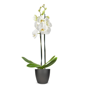 Phalaenopsis 2 takken