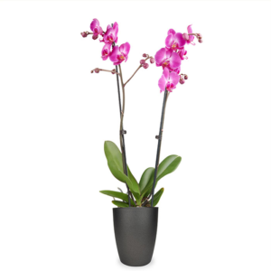 Phalaenopsis roze 2-takken