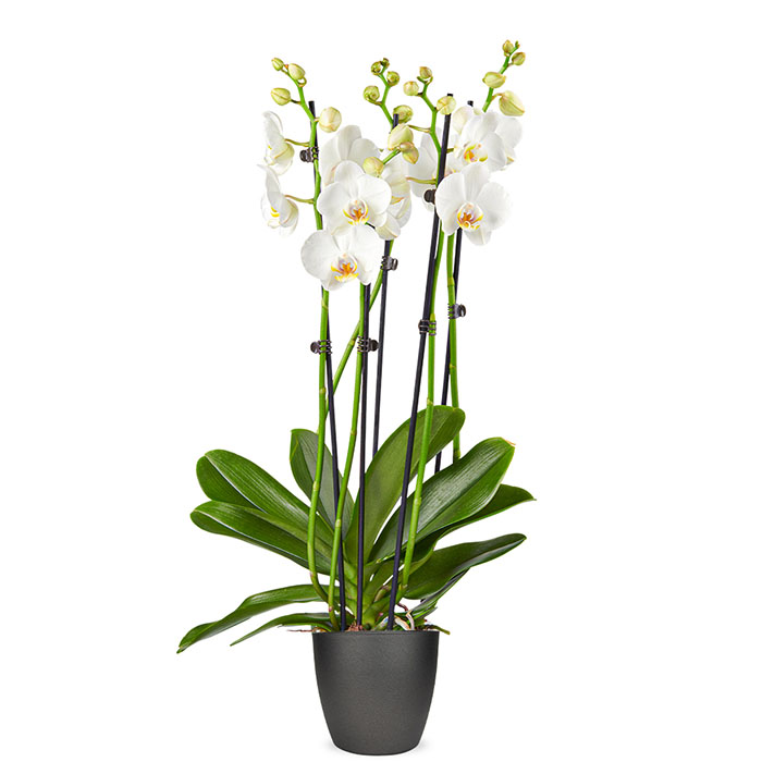 Phalaenopsis wit 4-takken 1 Orchidee-kopen.nl Phalaenopsis wit 4-takken