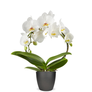 Phalaenopsis wit 2-tak Boog