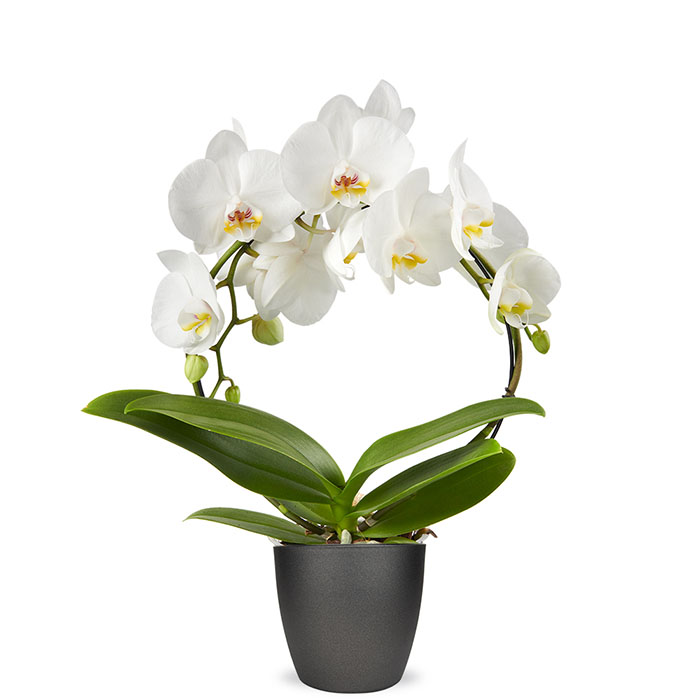 Phalaenopsis wit 2-tak Boog 1 Orchidee-kopen.nl Phalaenopsis wit 2-tak Boog