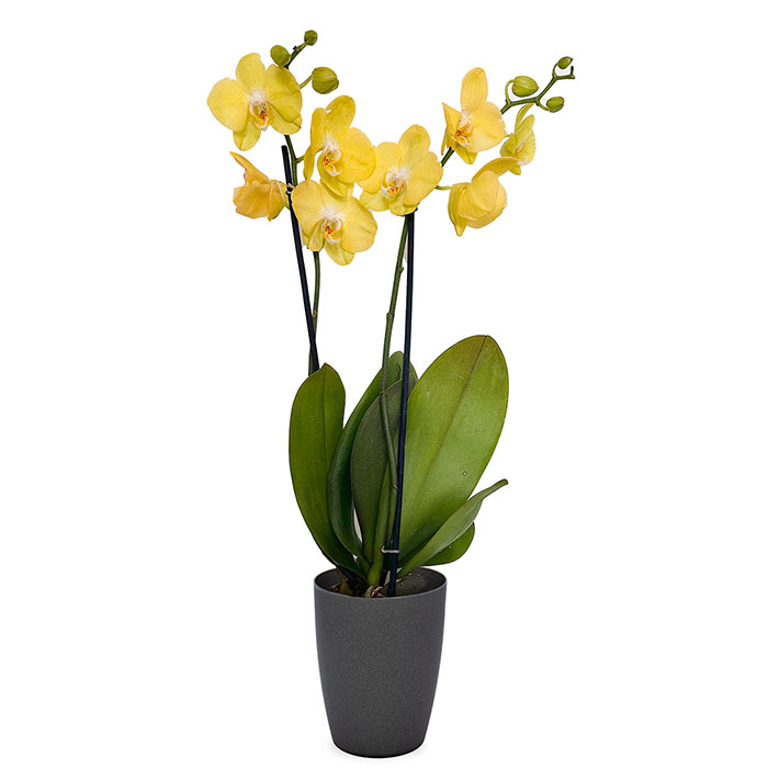 Phalaenopsis GB geel 2-takken 1 Orchidee-kopen.nl Phalaenopsis GB geel 2-takken
