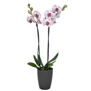 Phalaenopsis GB wit/paars 2-takken