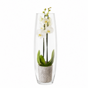 Phalaenopsis wit 2-tak met cilindervaas
