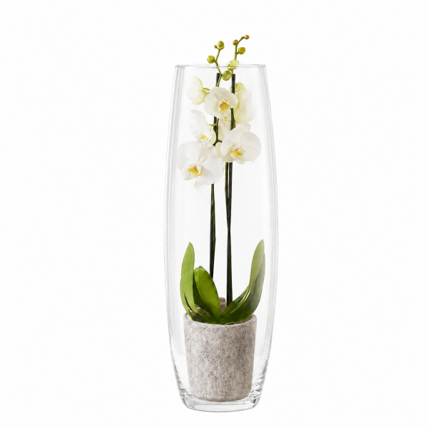 Phalaenopsis wit 2-tak met cilindervaas 1 Orchidee-kopen.nl Phalaenopsis wit 2-tak met cilindervaas