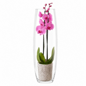 Phalaenopsis roze 2-tak met cilindervaas