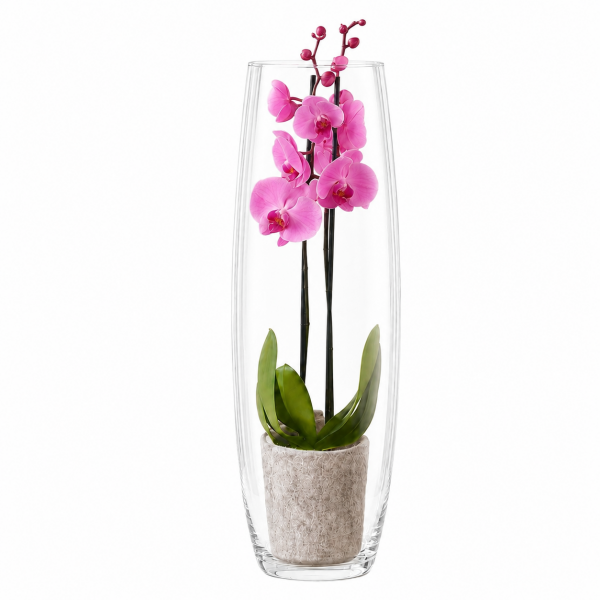 Phalaenopsis roze 2-tak met cilindervaas 1 Orchidee-kopen.nl Phalaenopsis roze 2-tak met cilindervaas